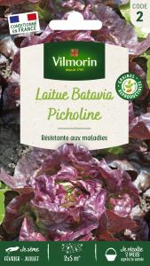 Laitue Picholine